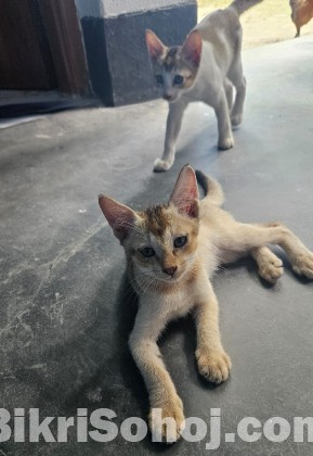 দেশি বিড়ালের বাচ্চা